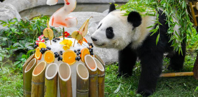 RUSSIA-MOSCOW-GIANT PANDA-KATYUSHA-BIRTHDAY