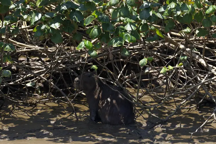 Fernando Frazão/Agência Brasil Guapimirim (RJ), 16/10/2024 - Capivara (Hydrochoerus hydrochaeris) no manguezal do Rio Macacu, que desagua na Baía de Guanabara, na Estação Ecológica da Guanabara, na Área de Proteção Ambiental (APA) de Guapi-Mirim.  Foto: Fernando Frazão/Agência Brasil