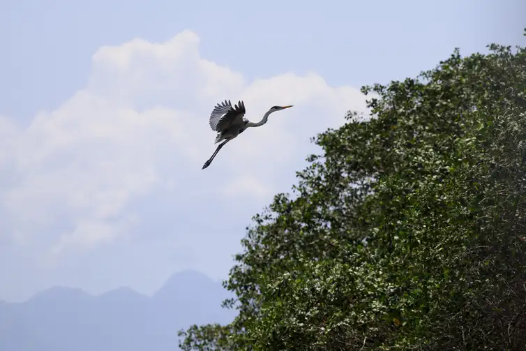 Fernando Frazão/Agência Brasil Guapimirim (RJ), 16/10/2024 - Uma garça-moura (Ardea Cocoi) sobrevoa o manguezal do Rio Macacu, que desagua na Baía de Guanabara, na Estação Ecológica da Guanabara, na Área de Proteção Ambiental (APA) de Guapi-Mirim.  Foto: Fernando Frazão/Agência Brasil